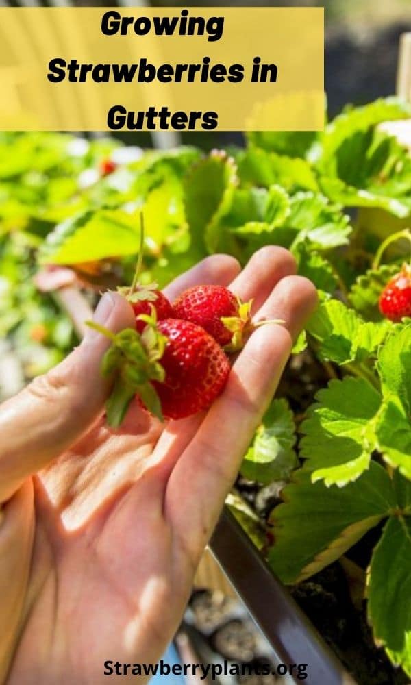 Growing Strawberries in Gutters Strawberry Plants
