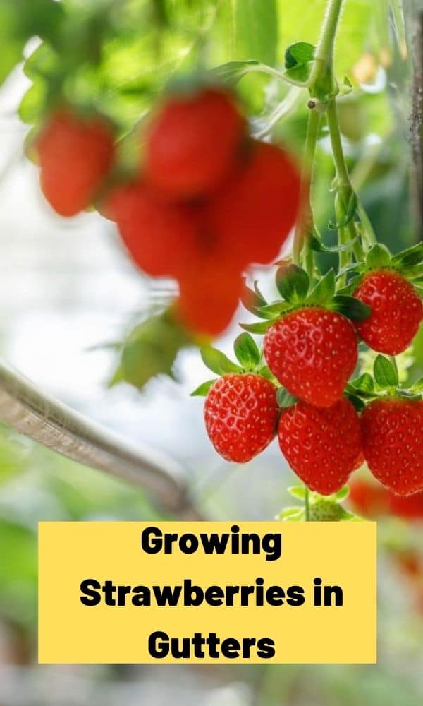 Growing Strawberries In Gutters – Strawberry Plants