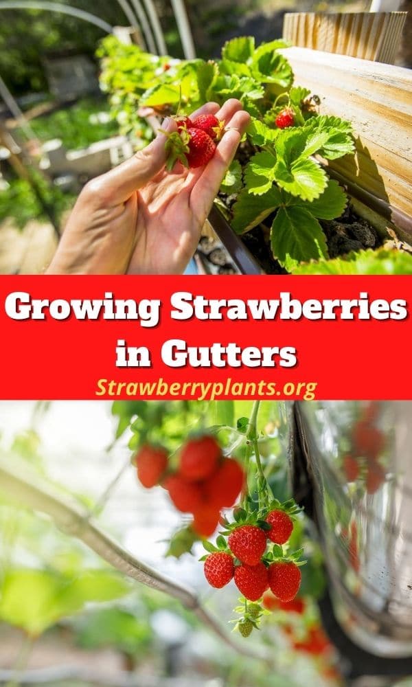 Growing Strawberries in Gutters – Strawberry Plants