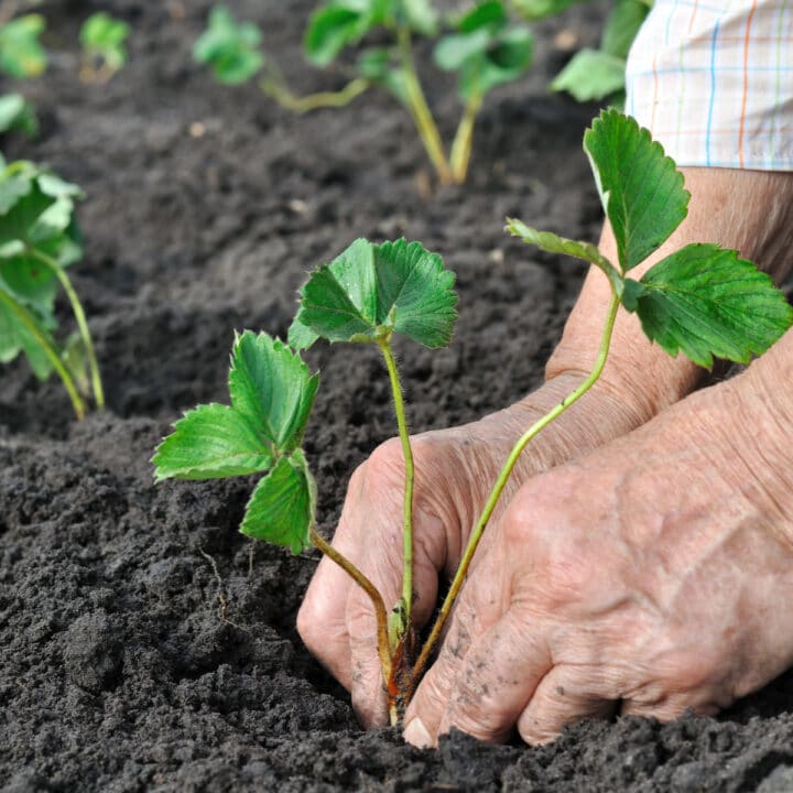 Should I Cut Off Runner Plants from My Strawberries?