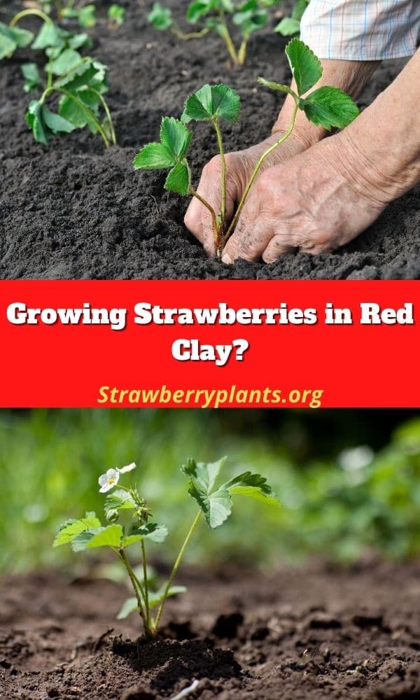 Growing Strawberries In Red Clay? – Strawberry Plants