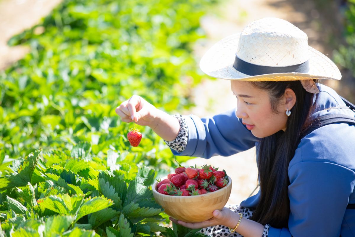 Asian farmer lady picking up ripe strawberries into bowl