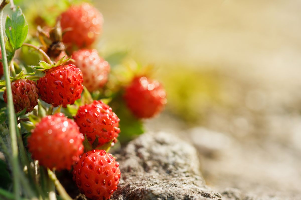Close shot of ripe strawberries on sunny day