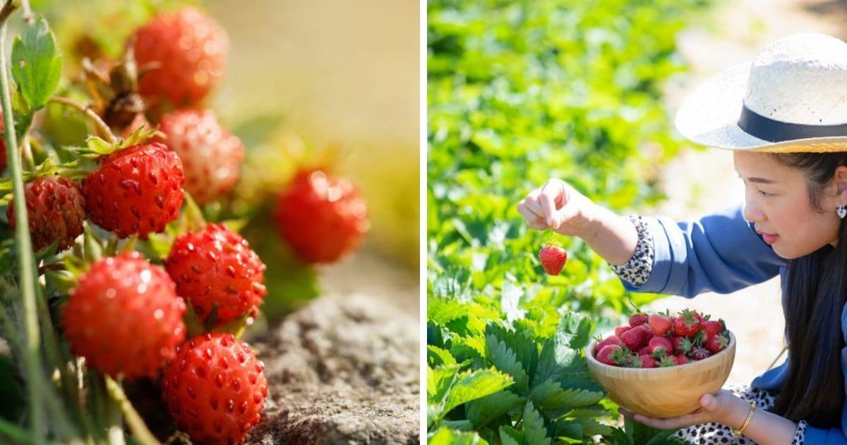 Growing Strawberries in Tropical Climates? Strawberry Plants