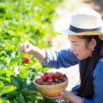 Asian woman holding bowl full of freshly picked ripe strawberries