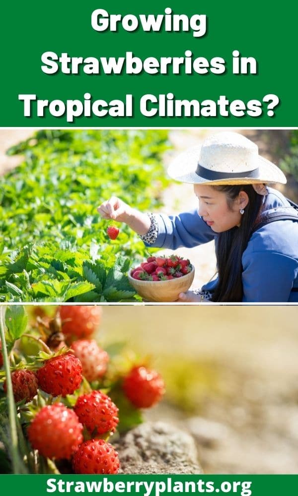 Growing Strawberries in Tropical Climates? Strawberry Plants