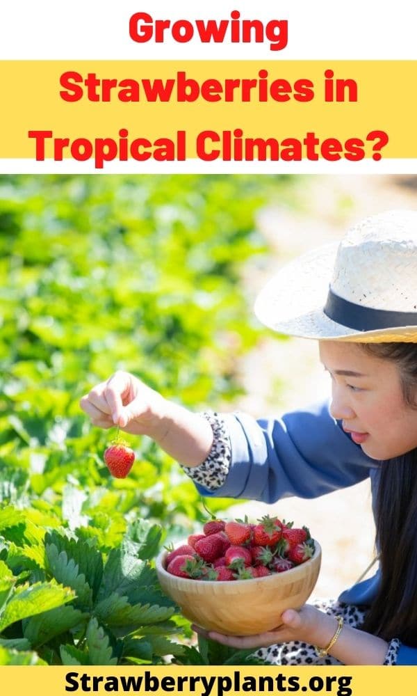 Growing Strawberries in Tropical Climates? Strawberry Plants