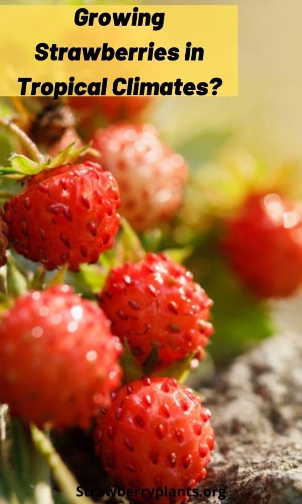 Growing Strawberries in Tropical Climates? Strawberry Plants