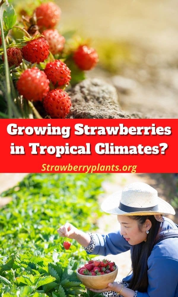 Growing Strawberries in Tropical Climates? Strawberry Plants