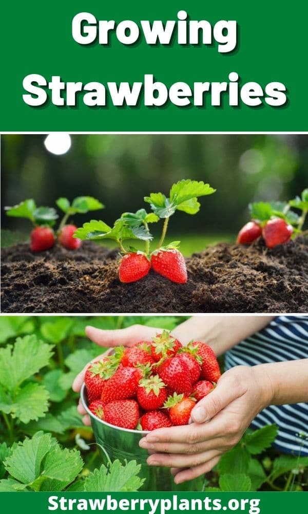 Growing Strawberries: The Definitive Guide (Updated 2022)