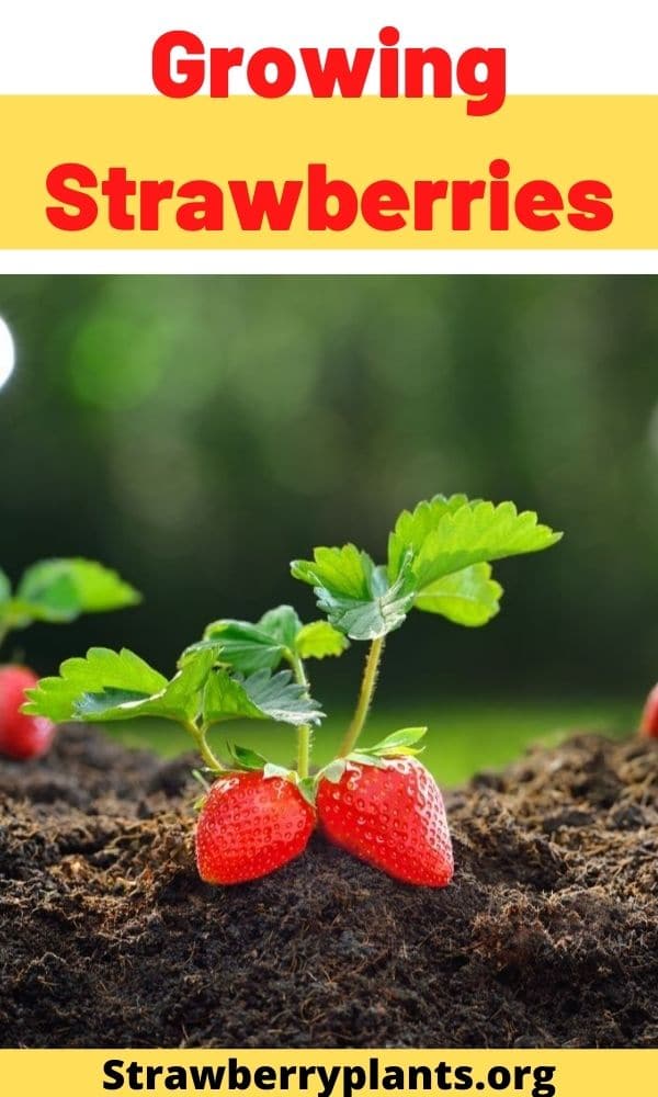 Growing Strawberries: The Definitive Guide (Updated 2022)