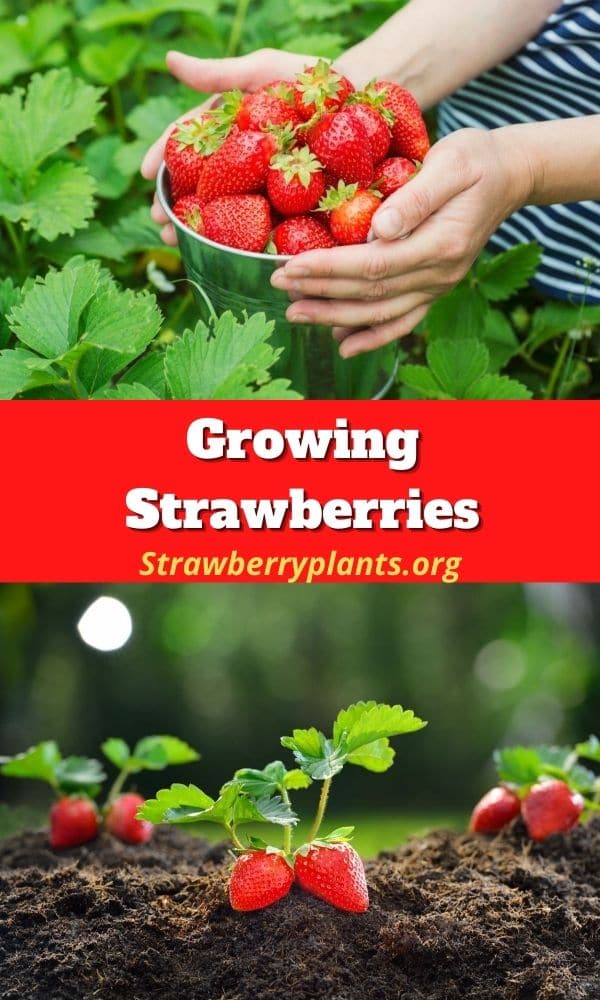 Growing Strawberries The Definitive Guide Updated 2022   Growing Strawberries P5 