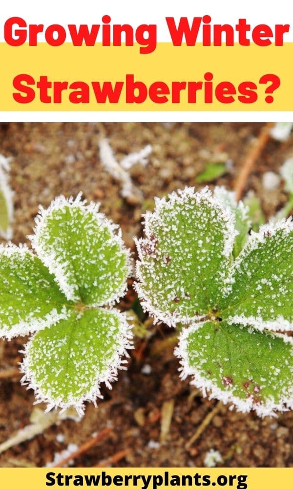 Growing Winter Strawberries? Strawberry Plants