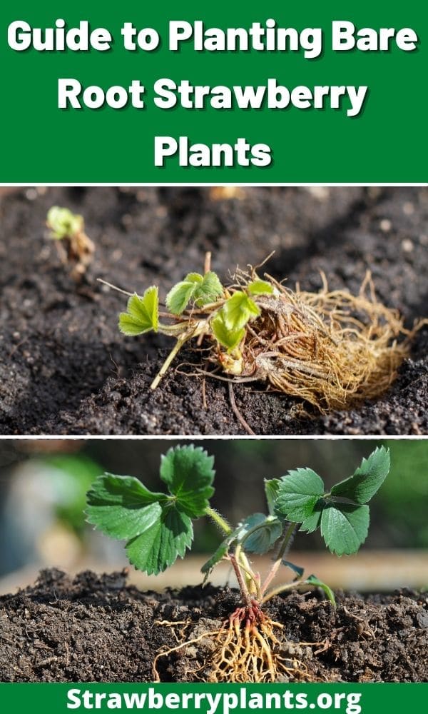 guide-to-planting-bare-root-strawberry-plants-strawberry-plants