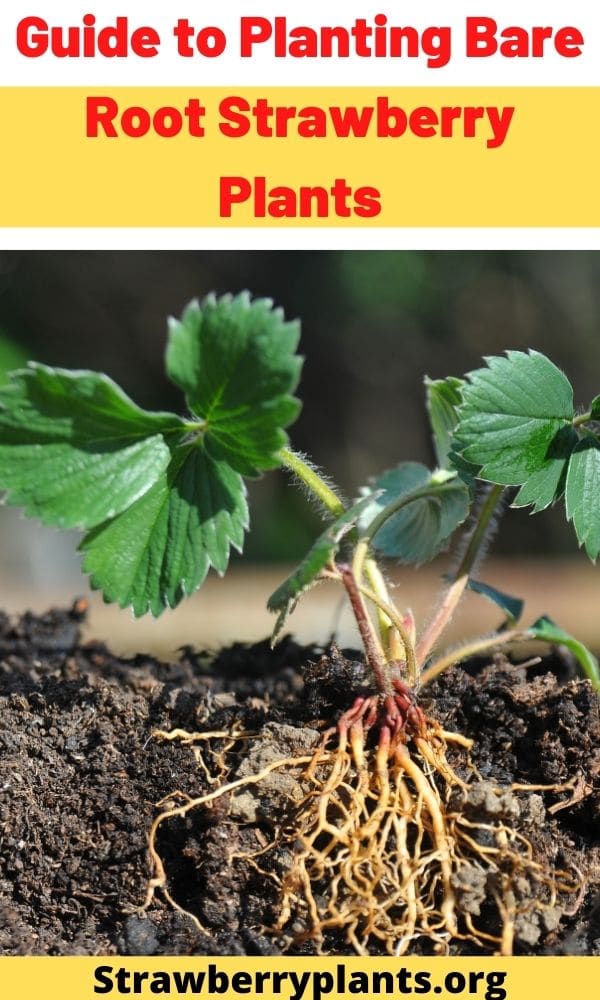 Guide to Planting Bare Root Strawberry Plants – Strawberry Plants