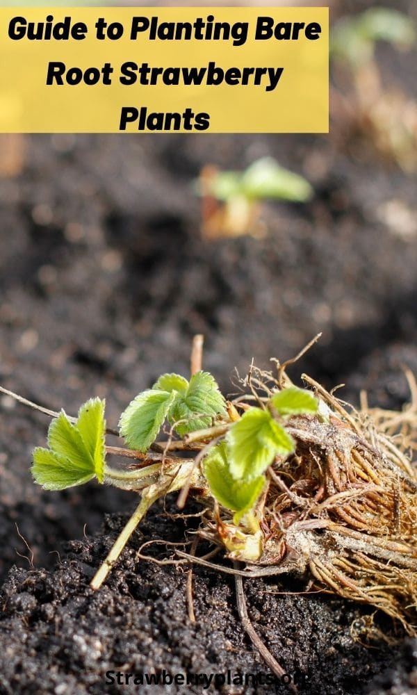 Guide to Planting Bare Root Strawberry Plants – Strawberry Plants