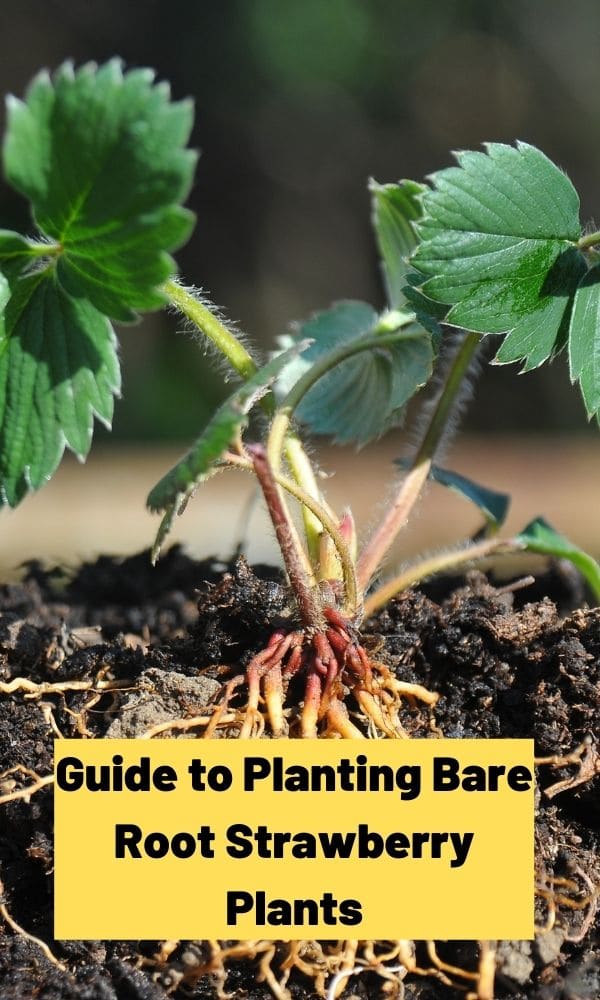 guide-to-planting-bare-root-strawberry-plants-strawberry-plants