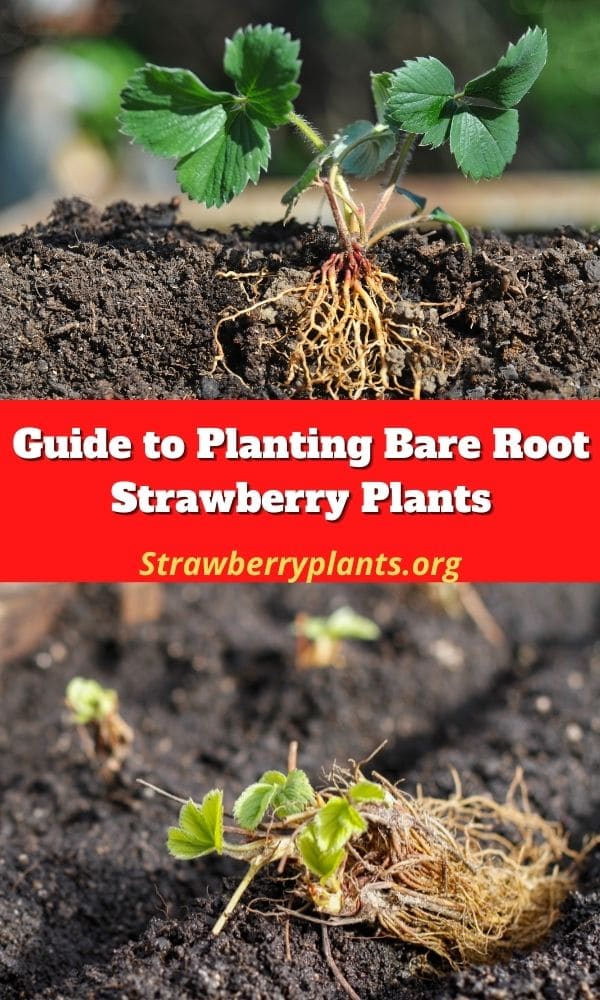 guide-to-planting-bare-root-strawberry-plants-strawberry-plants