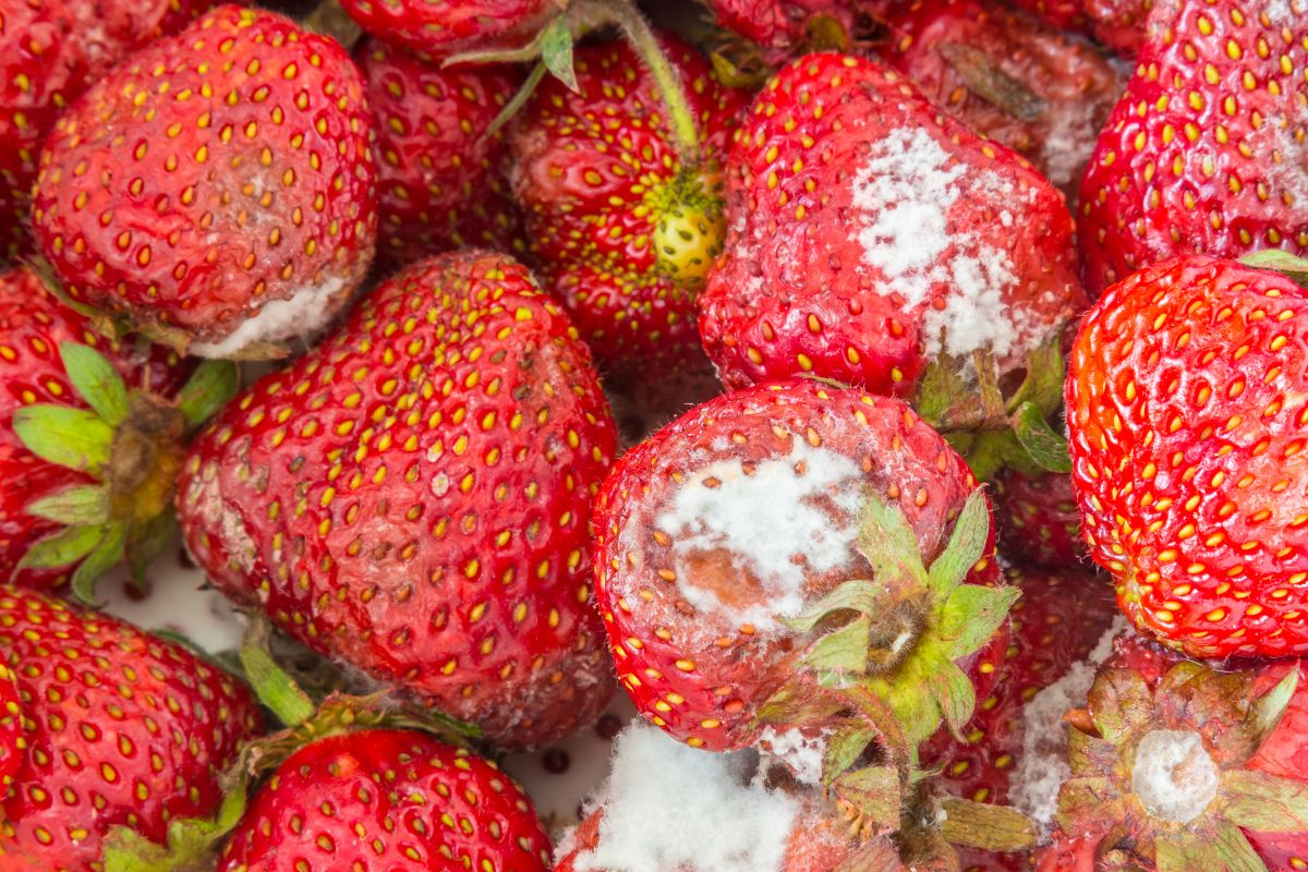 Ripe strawberries with mold