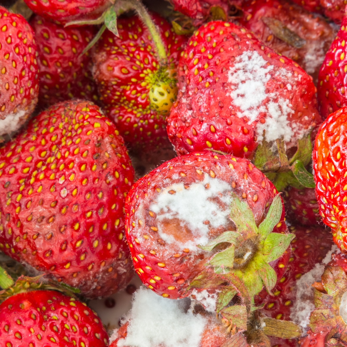 Is It Safe To Eat Moldy Strawberries?