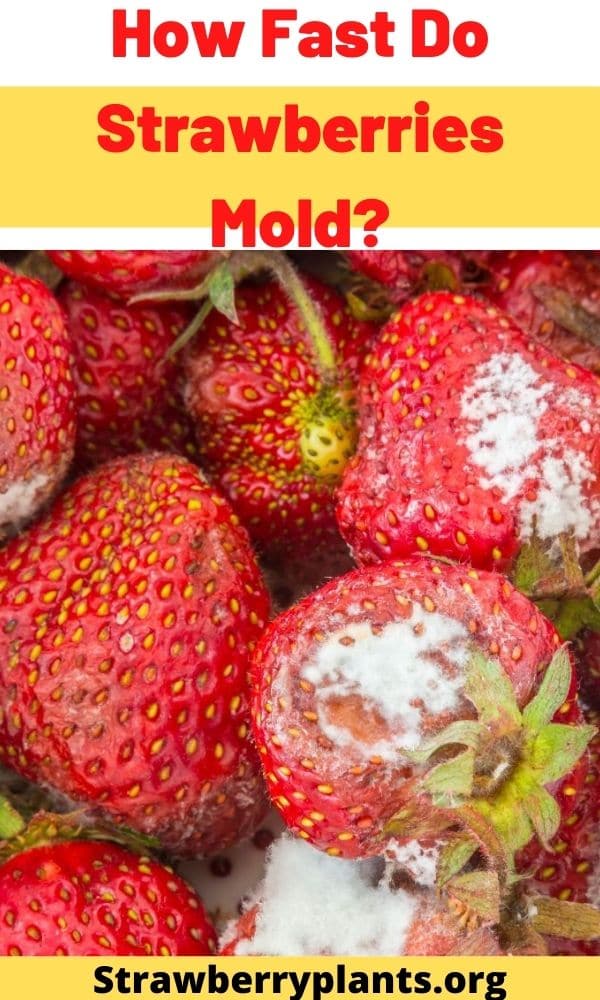 How Fast Do Strawberries Mold? Strawberry Plants