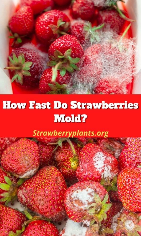 How Fast Do Strawberries Mold? Strawberry Plants
