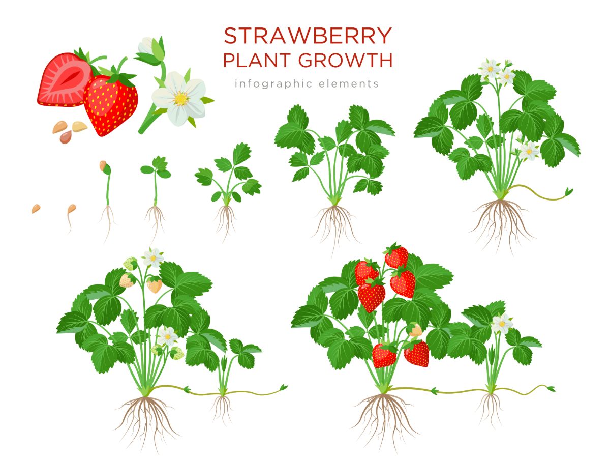 Strawberry plant growth cycle cartoon stlye