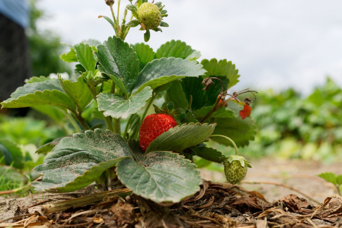 Close shot of strawberry plant with fruits in mulch