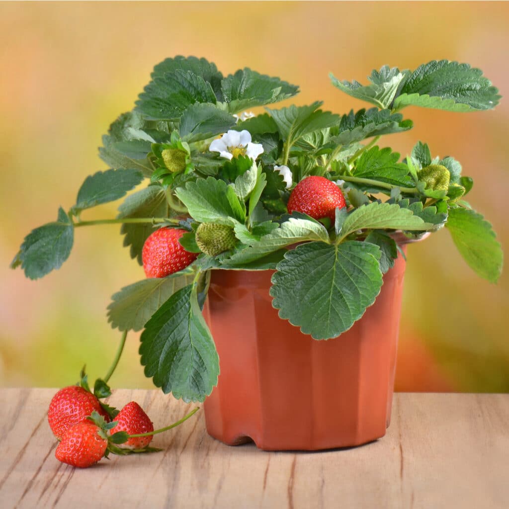 Strawberry Plant Article Archives – Strawberry Plants