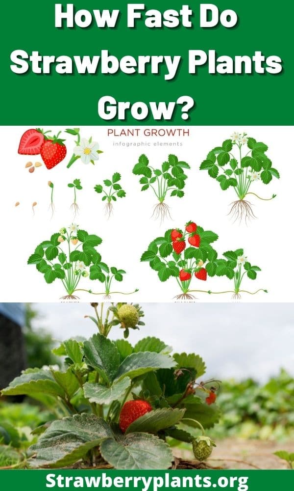 How Fast Do Strawberry Plants Grow? – Strawberry Plants