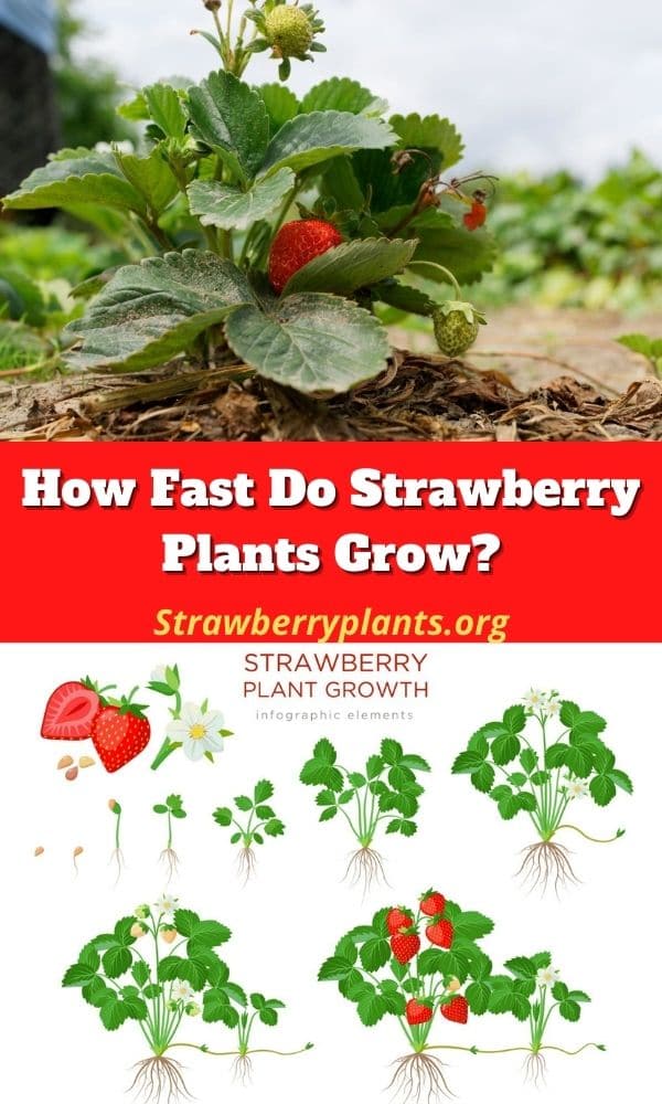 How Fast Do Strawberry Plants Grow? – Strawberry Plants