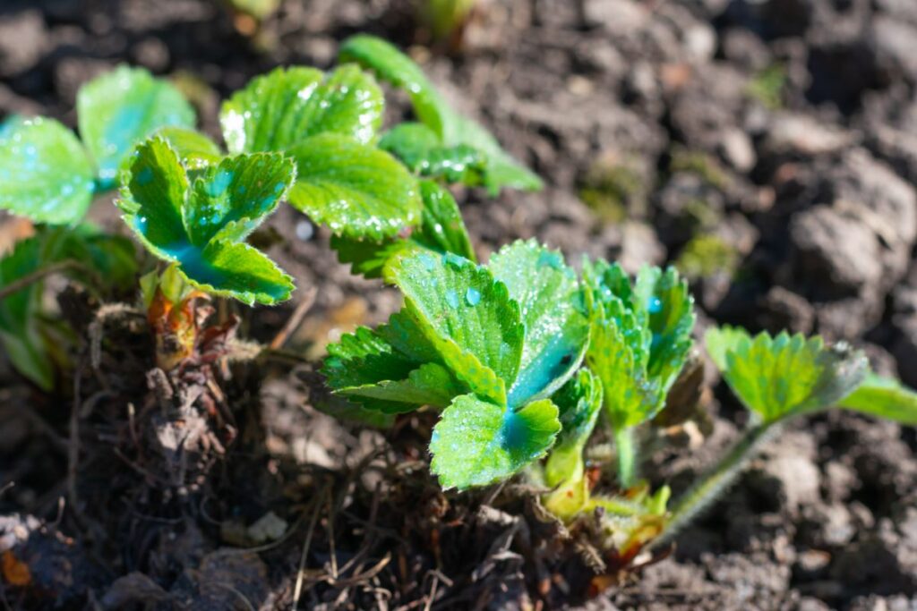 How Long Do Strawberry Plants Live? Strawberry Plants