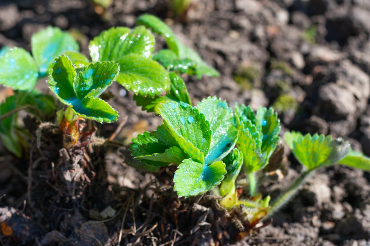 Young strawberry plants in soil