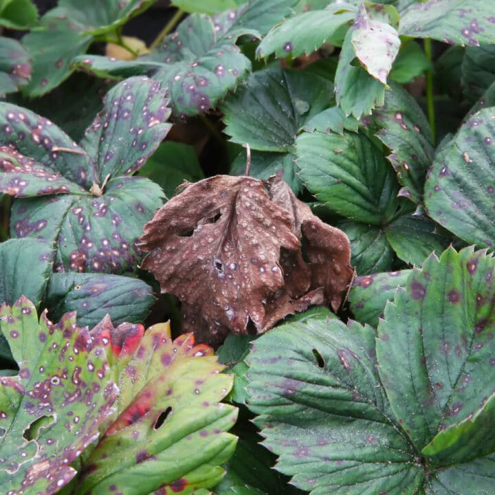 strawberry-runners-in-a-mulched-bed-strawberry-plants