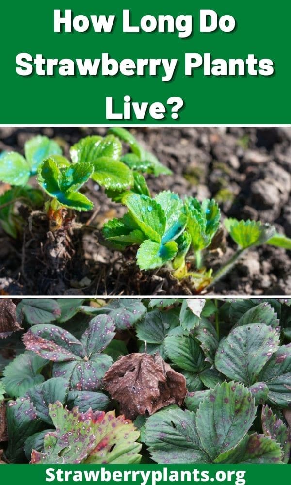 How Long Do Strawberry Plants Live? Strawberry Plants