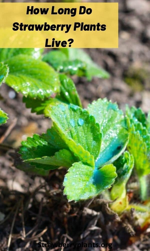 how-long-do-strawberry-plants-live-strawberry-plants