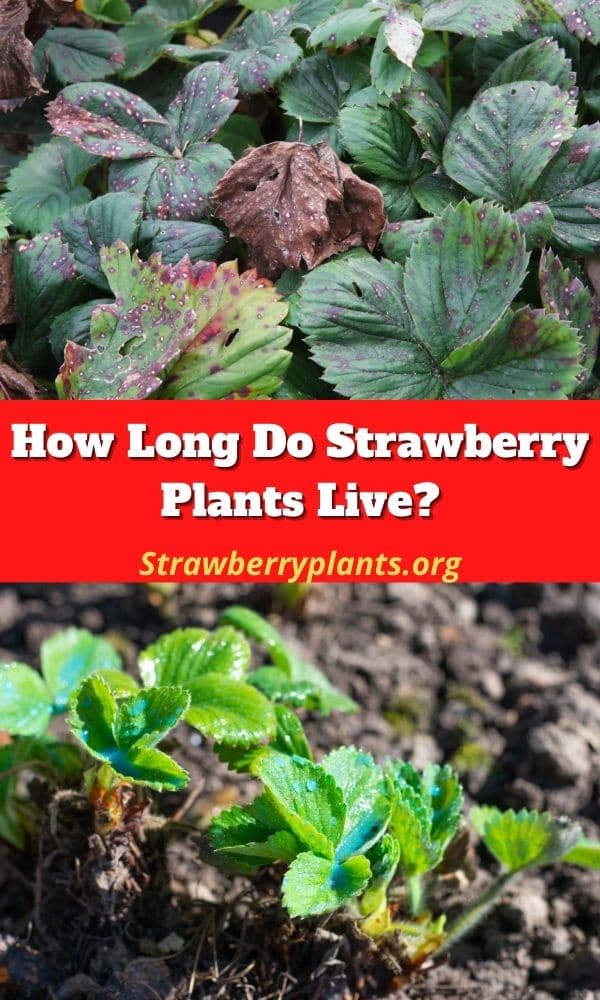 how-long-do-strawberry-plants-live-strawberry-plants