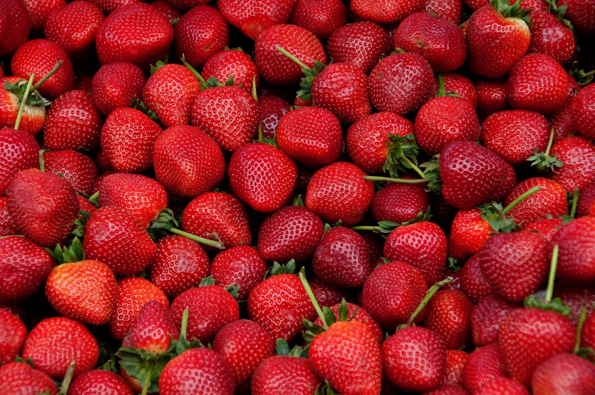 Many fresh ripe strawberies with stems