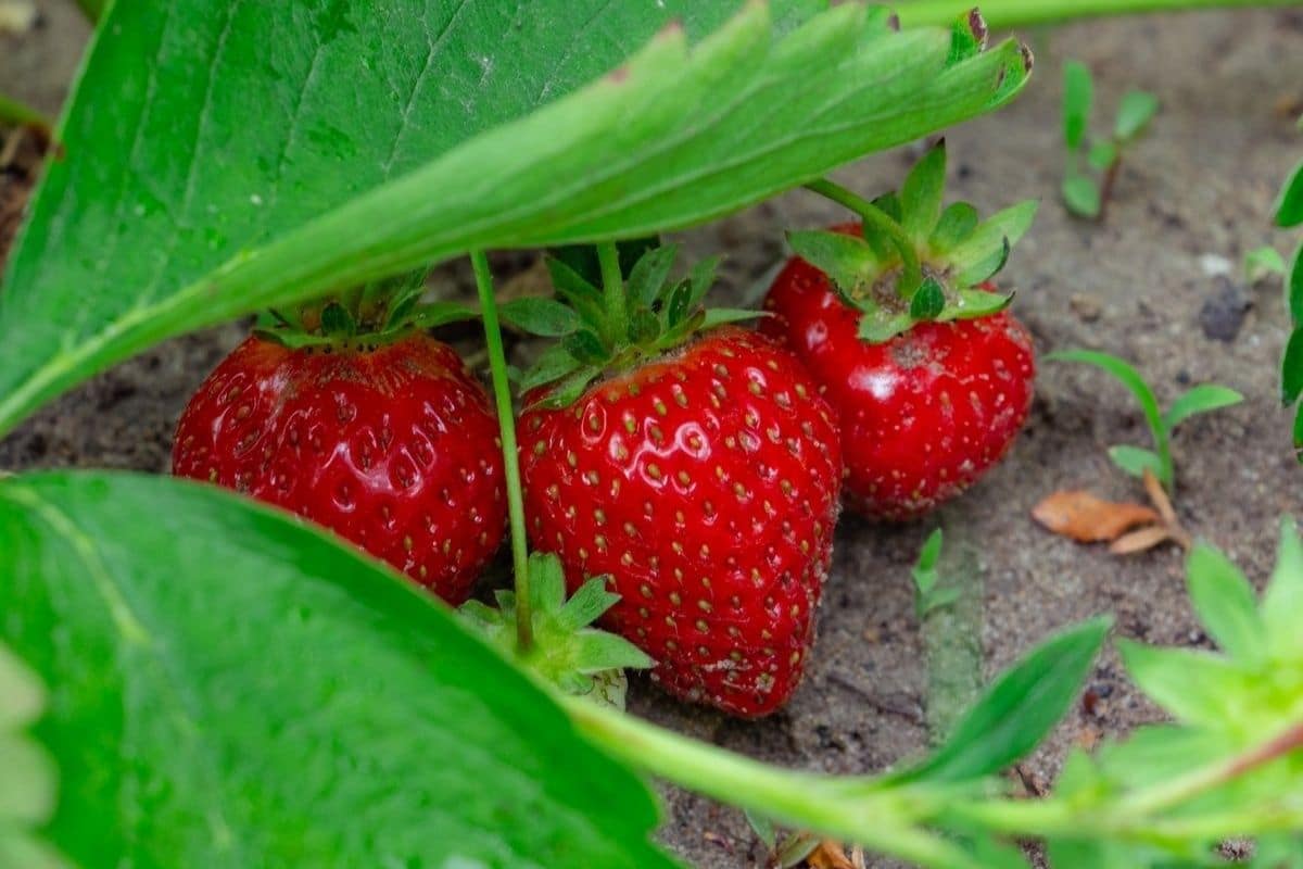 Close shot of ripe strawberries under green leave on soil