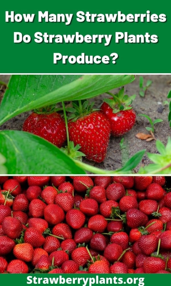 How Many Strawberries Do Strawberry Plants Produce?