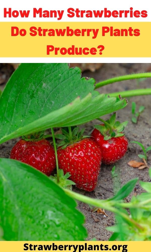 How Many Strawberries Do Strawberry Plants Produce?
