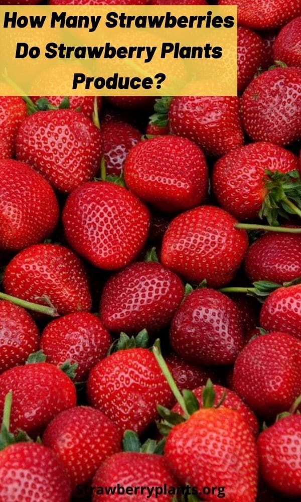 How Many Strawberries Do Strawberry Plants Produce?