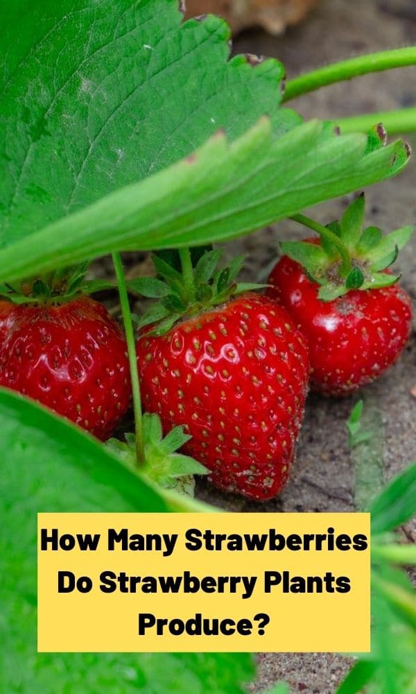 How Many Strawberries Do Strawberry Plants Produce?