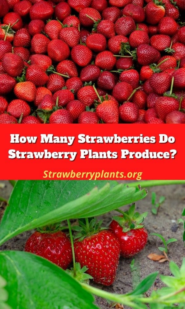 How Many Strawberries Do Strawberry Plants Produce?