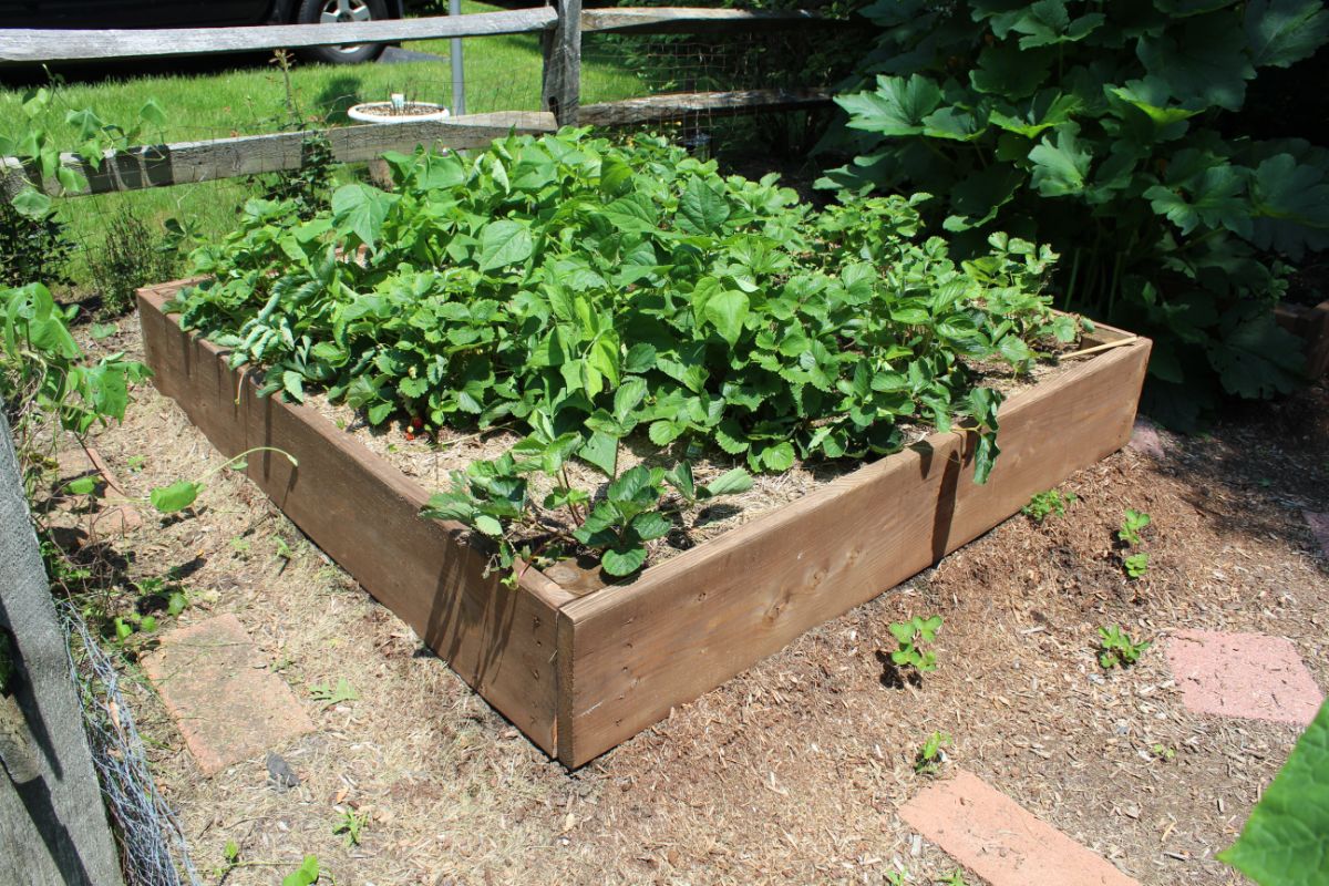 Garden raised bed full of strawberry plants