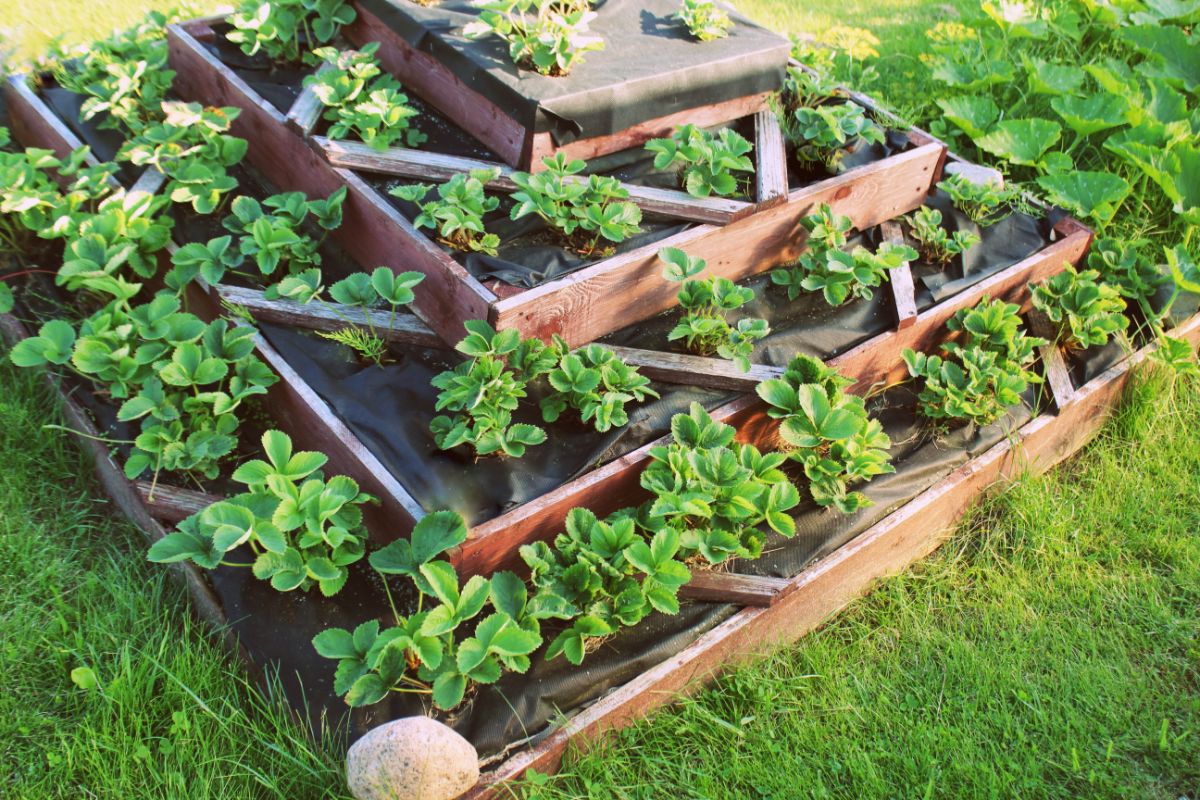 Pyramid raised bed full of strawberry plants in garden