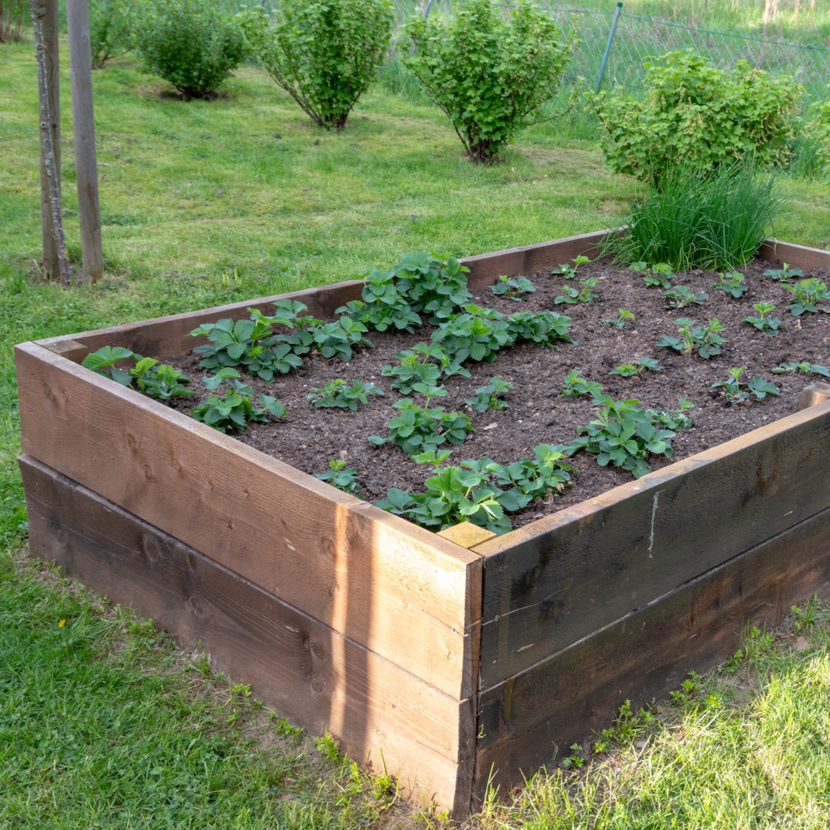 How Many Strawberry Plants Per Square Foot?  