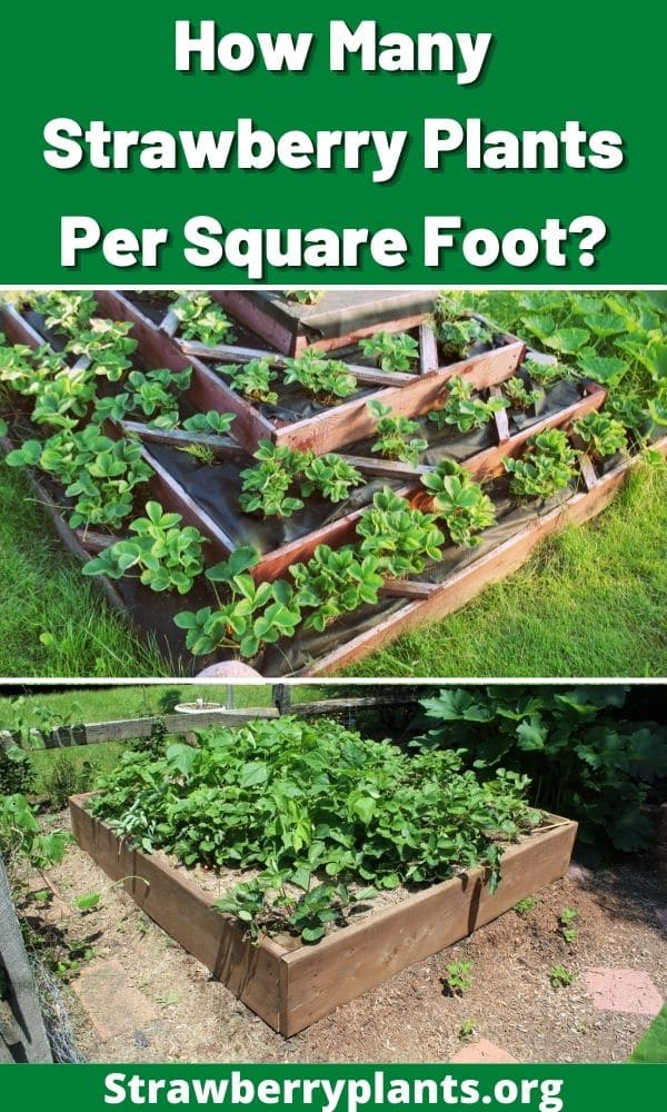 How Many Strawberry Plants Per Square Foot? Strawberry Plants