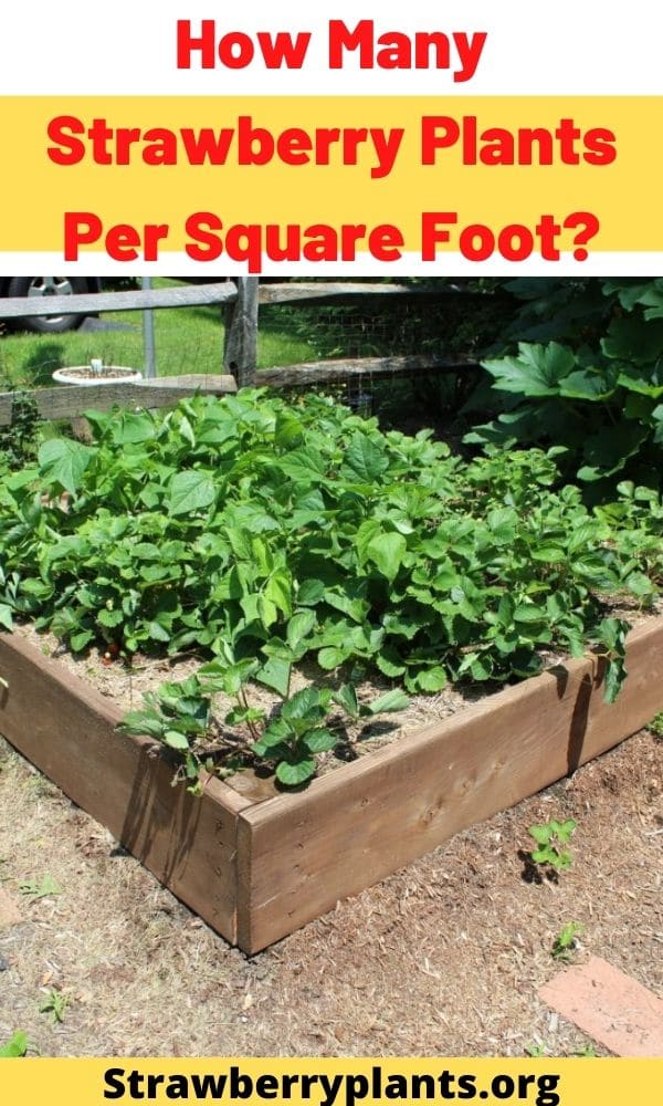 How Many Strawberry Plants Per Square Foot? Strawberry Plants