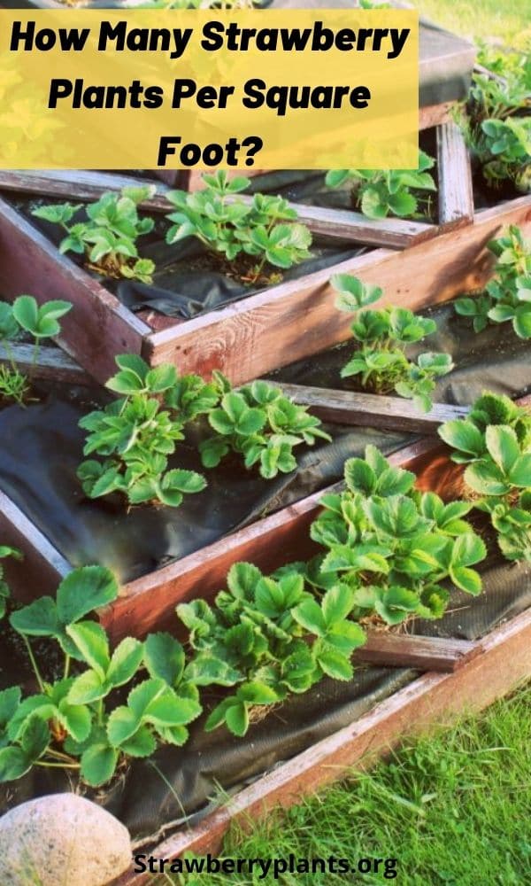 How Many Strawberry Plants Per Square Foot? Strawberry Plants